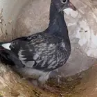 الخرج