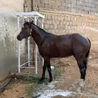 خيل للبيع