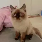 قط هملايا بيور ذكر