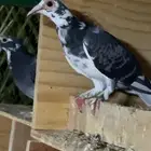 جوز حمام حساوي تحتهم فرخ وفردتين واحده انثى واحد مدري ذكر وا