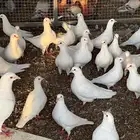حمام فرنسي سوبر جانبو