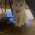 قطط