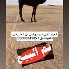 قعود لقي