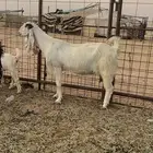 مشروكه معها جفره تم البيع