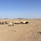 غنم النعيمي
