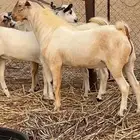 القوز ثلاثاء يبه