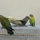 طيور روز اليفه جمله من 150 تفريد200