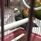 للبيع طيور روز ذكور