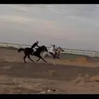 حصان شعبي سبق