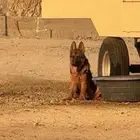 كلب جيرمن 1500