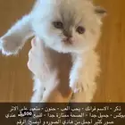 قط هملايا