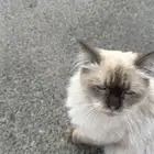 قط شيرازي للبيع