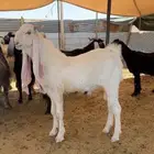 تيس فحل هولندي جذع