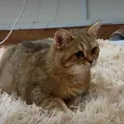 قط ذكر اسكوتش. امهات مسجلين