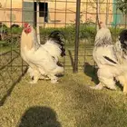 ديك ديكة براهما كولومبي كونك