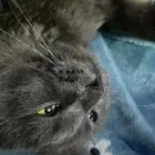 بسة أو قطة لتبني