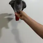 كاسكو