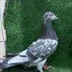 زوج ديبوالا