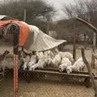 ضان للبيع