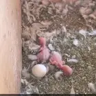 للبيع زوج روز البينو منتج بفروخه