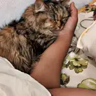 قطط لتبني مجانا