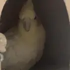 كروان لاتينو مغرد