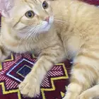 قطوه للتبني مهجن عمرها 6 شهور مع اكلها واغراضها
