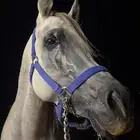 حصان شعبي فاخررر جدا