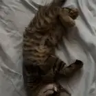 قطة انثى تبني