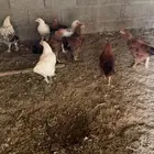 دجاج