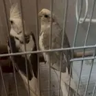 كروان ذكور حق انتاج