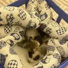 قطط لتبني