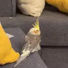 ببغاء كروان اليف