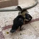 بط شرشري