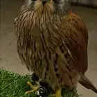 باشق للبيع على السوم