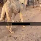 حوار تربيه عمره شهرين ونص