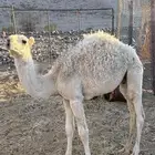 قعود خوار طيب