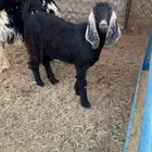 جفرة طيبة للبيع