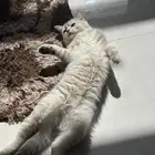 قطة للتبني لونها جميل سكوتش ستريت