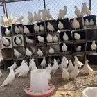 حمام فرنسي