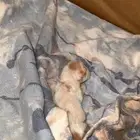 قطو مولود بخير تبني
