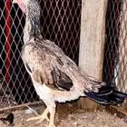 دجاجه يابانيه