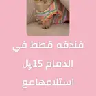 فندقه قطط