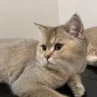 سكوتش ستريت بيور قولد