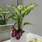نباتات داخلية  زريعة