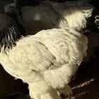 براهما كولمبي اصل انتاج من انتاج