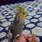كروان نورمال اليف