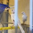 جوز كناري