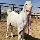 تيس هولندي نادر فحل صنف