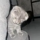 سكوتش فولد بيور